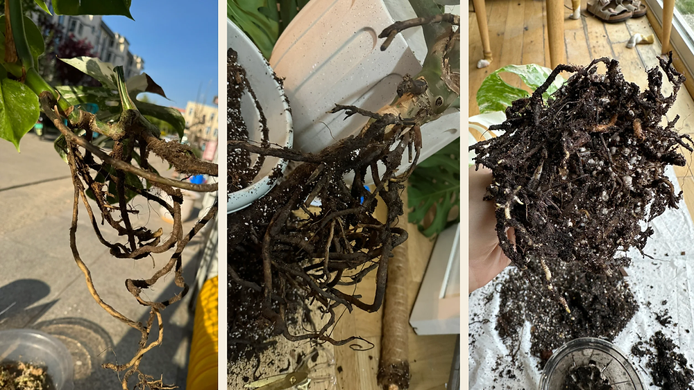 Root Rot In Roses Root Rot Prevention 101 — A Smarter Way to Keep Your Plants Healthy