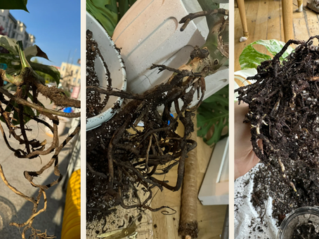 Root Rot Prevention 101 — A Smarter Way to Keep Your Plants Healthy