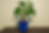 A healthy indoor money tree in a vibrant blue pot, sitting on a dark wooden surface against a beige wall. A great example of one of the best plants for beginners.