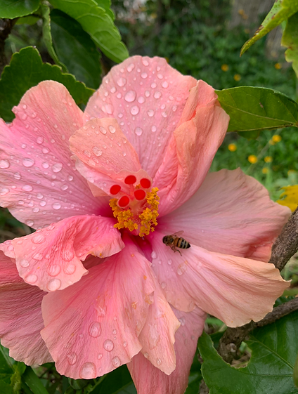 Bee that has landed on a Hibiscus flower on her foraging trip