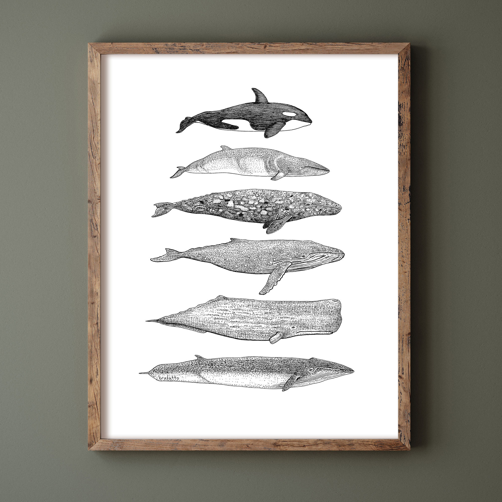 6 Cetacean Species of the Pacific