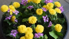 NFD資格検定3級レッスン「共同形態」「丸い花束」