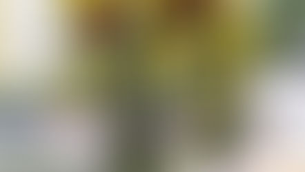 NFDフラワーデザイナー資格検定2級試験出題テーマ、「並行ー植生的」「非対称のブーケ」「モダン装飾的-花束」を受講なさいました、リョンアさんの作品をご紹介いたします。