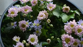 NFD資格検定3級レッスン「共同形態」「トライアンギュラー」