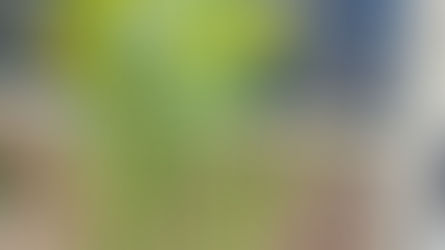 NFDフラワーデザイナー資格検2級レッスン「並行ー植生的」