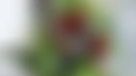 趣味で楽しむフラワーレッスン上級コース「バーティカルの応用編」