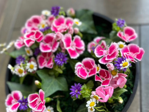 NFD資格検定3級レッスン「共同形態」