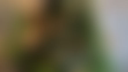 MASAKOフラワーデザインスクールNFD講師研究科コースで「Xmasスワッグ」を受講なさいました、T・Kさんの作品をご紹介いたします。