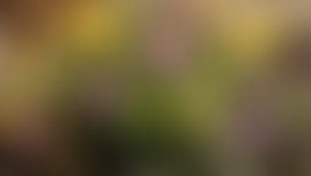 NFDフラワーデザイナー、1級資格検定、試験テーマ「相互に入り交じって」「新古典的」「ほぐれた装飾的−花束」