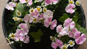 NFD資格検定3級レッスン「共同形態」「モダン−装飾的ブーケ」