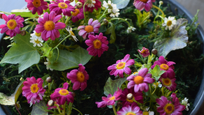 NFD講師研究科コース「共同形態」