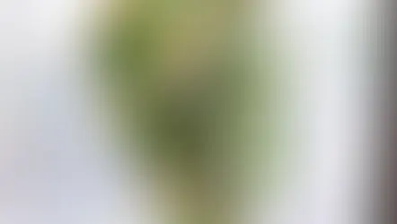 NFDフラワーデザイナー講師取得コース「流れるようなブーケ」「新古典」