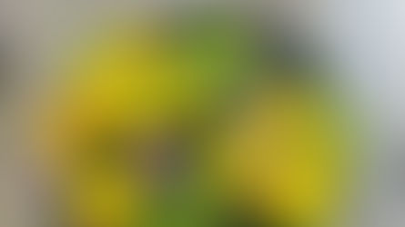 N FＤ資格検定3級「共同形態」