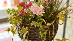NFDディプロマ取得コース、インドアガーデニング「ハンギングバスケット」