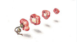 Exploded sweet pepper.