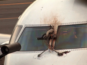 Better to be the Plane Than the Bird!