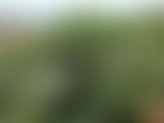 Coffee in Puerto Rico: A Delicious Dilemma 