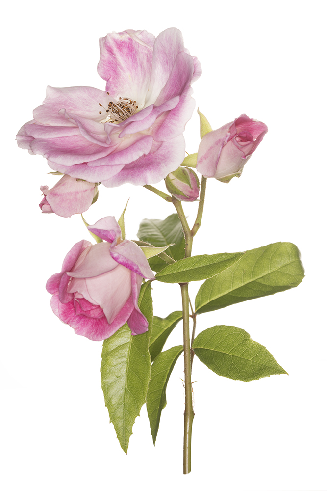 Rosa 'Coconut Ice'