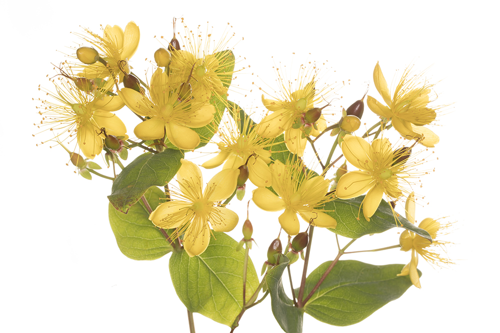 Hypericum