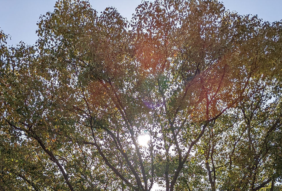 10月31日は臨時でお休みです