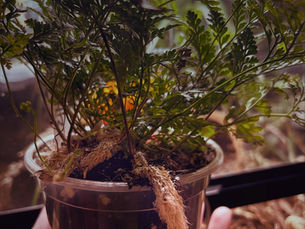 🌱Care Protocols: Rabbit's Foot Fern