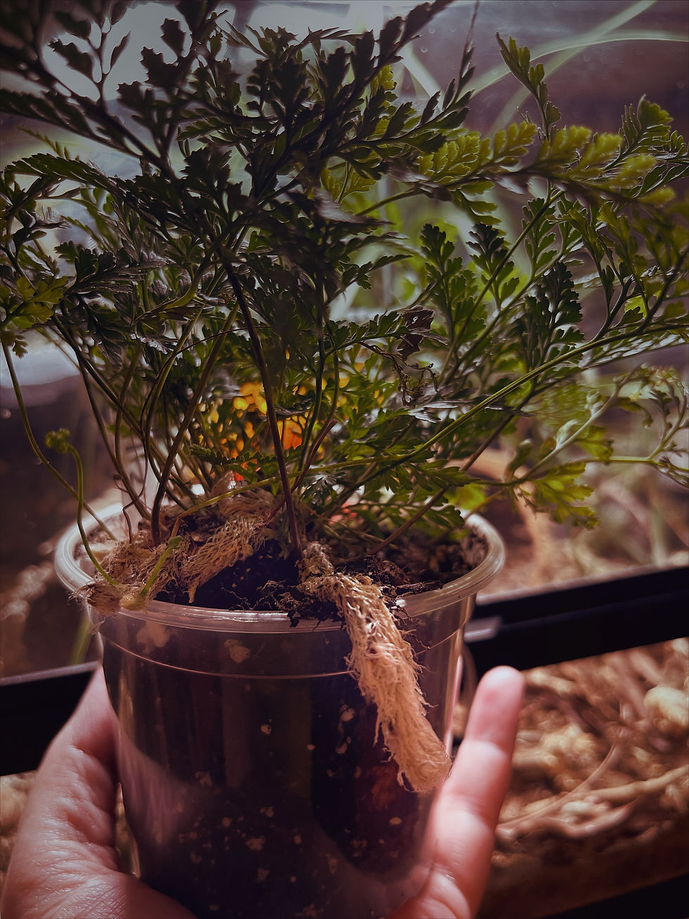 🌱Care Protocols:  Rabbit's Foot Fern