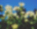 astrantia_edited.jpg