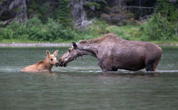 Glacier National Park