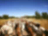 Cows on station walking down road