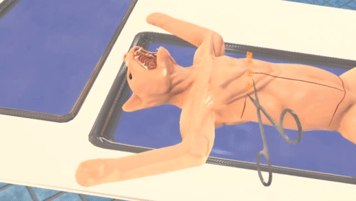 Cat_Dissection_Demo_by_VictoryXR_and_Car