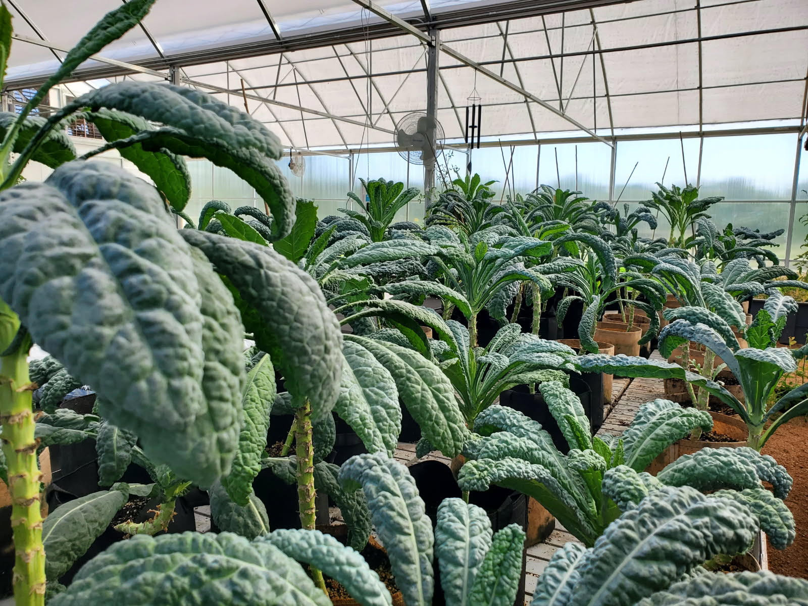 Kale