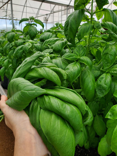 Basil | Aquaflora On Evelyn