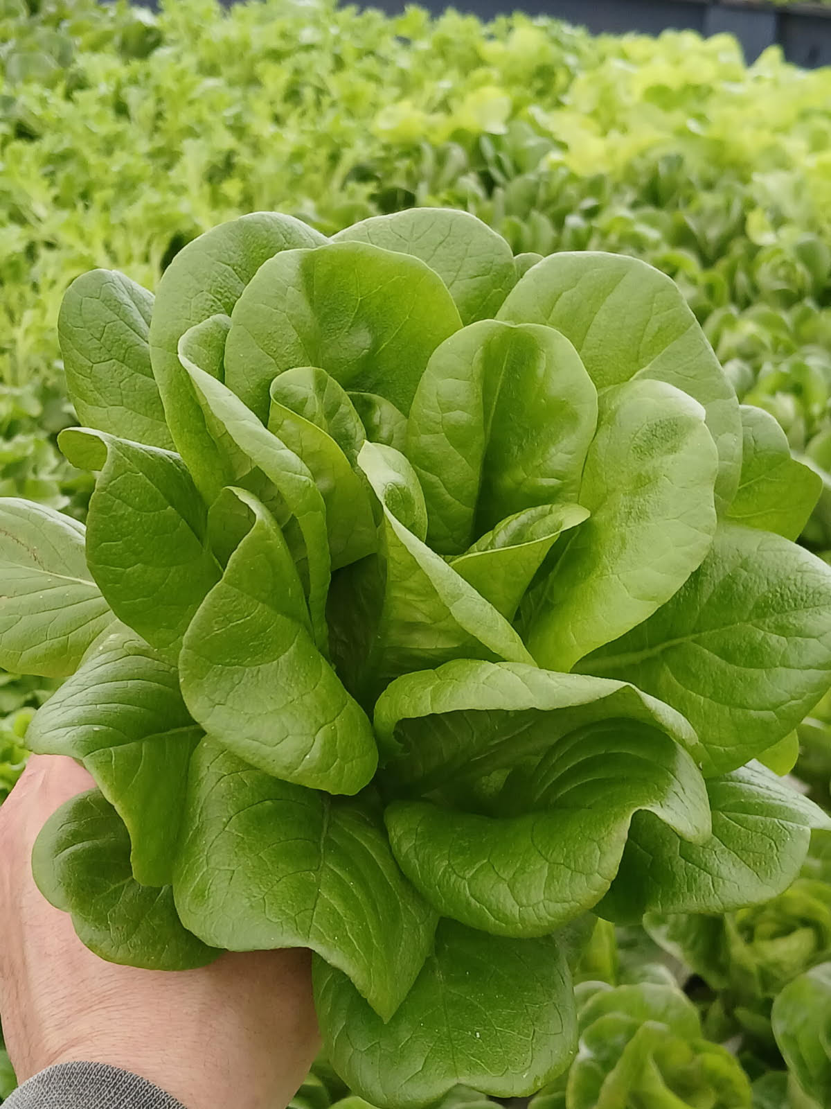 Butterhead lettuce