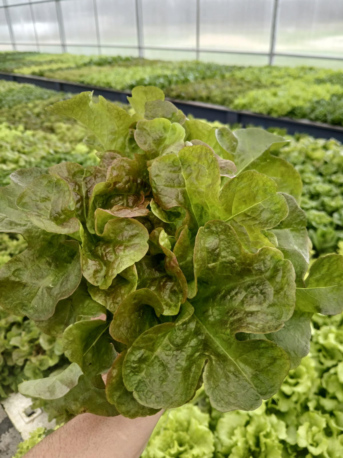 Red Oakleaf lettuce
