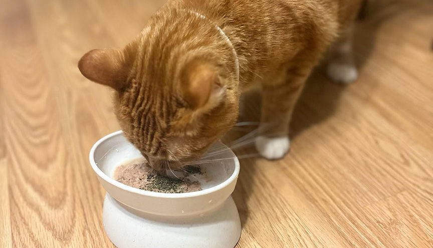 mallow_orange_cat_eating_seakelp.jpg