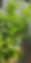 lEAVES .jpg