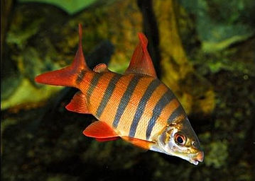 Дистиход шестиполосый (дистиход-зебра)