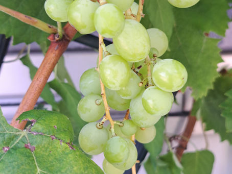 毎日、暑いですね!