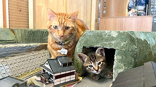 猫 | ジオラマ食堂 | 大阪市 猫 | ジオラマ食堂 | 大阪市