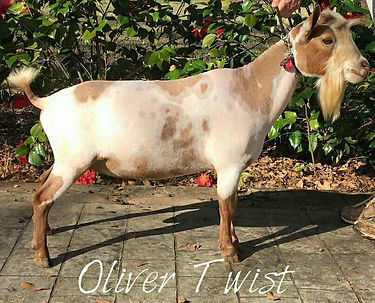 Gypsy Moon WP Oliver Twist
