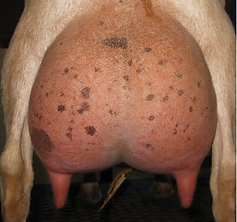 Cedar View Cassimiracola rear udder