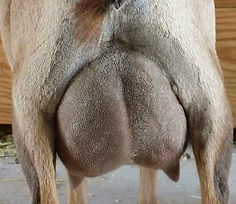 Takeachance Calypso Bean rear udder
