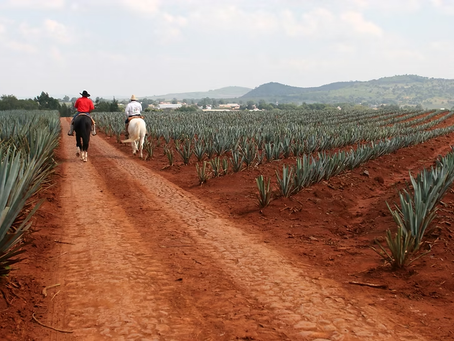 Diplomacia Comercial en Europa: El "Distintivo T" consolida la huella económica del Tequila en España