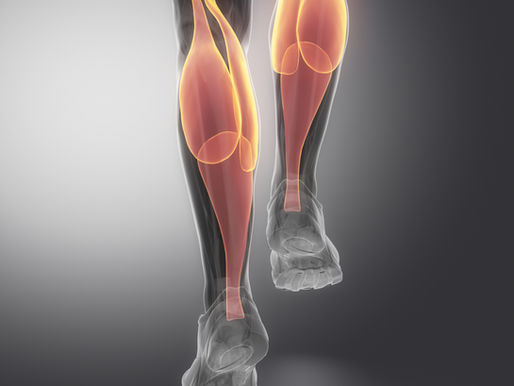 Gastrocnemius muskel