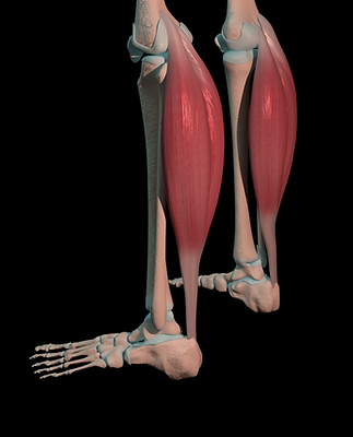 Leggmuskler-Gastrocnemius.png