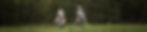 horse_web_hdr.jpg