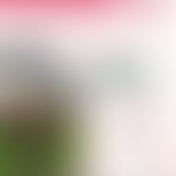 La Route de la Rose en Fête