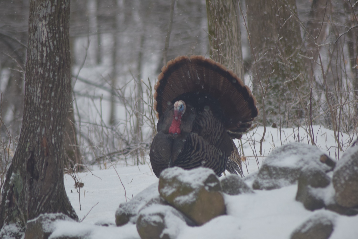 Writer: luckcustomcalls