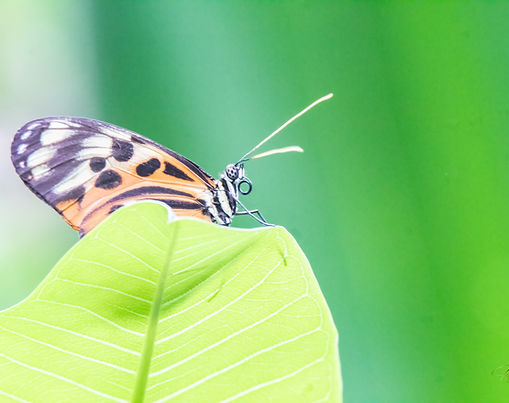 Frederick Meijer Gardens