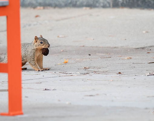 Wildlife and Adaptations in Urban Environments 2023